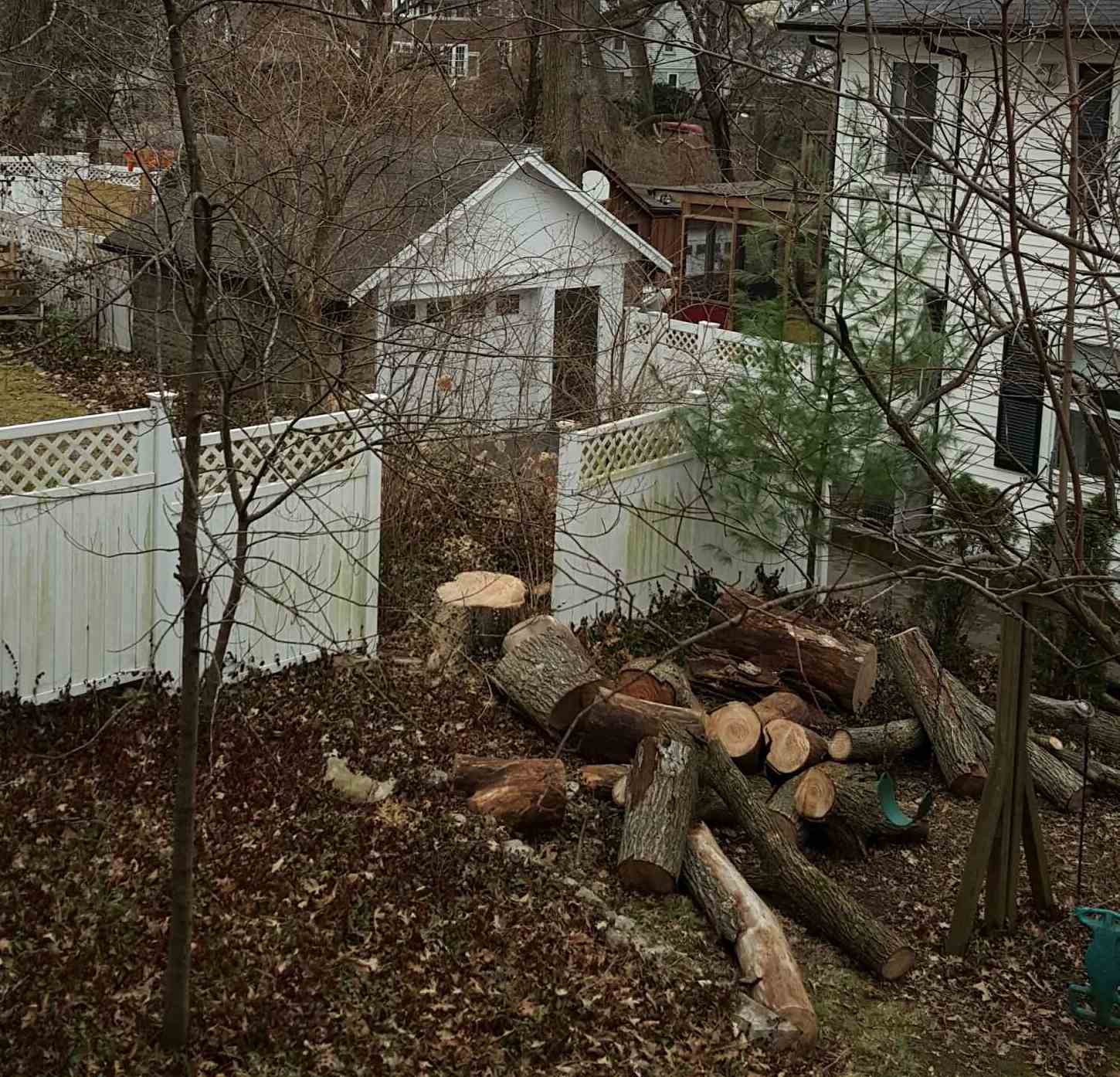 2016-01-15 Tree debris.jpg